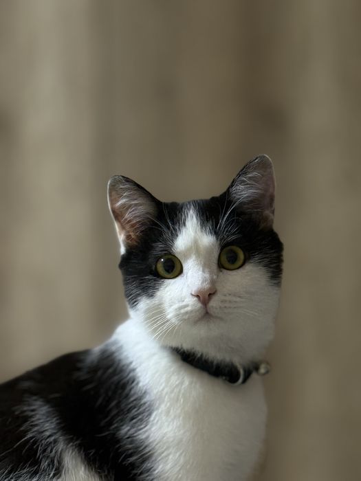 Отдам котика в добрые руки