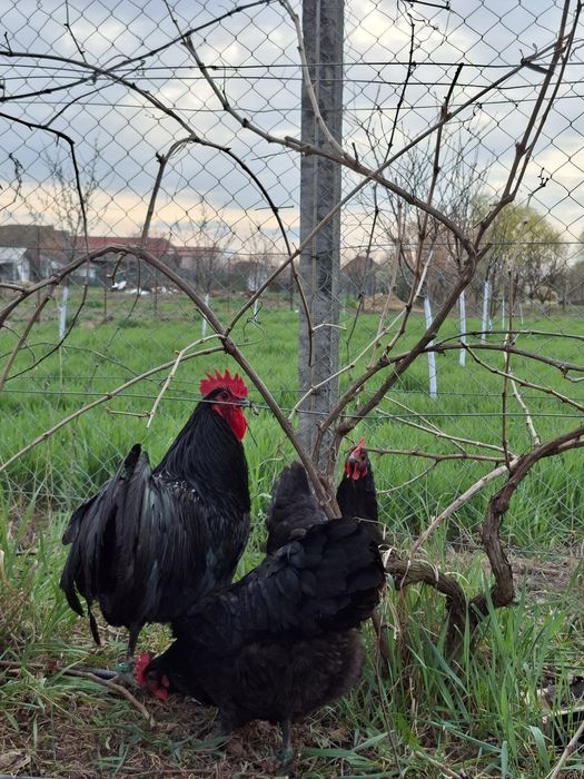 Pui Australorp de 6 saptamani