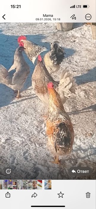 Прдаются домашние петухи