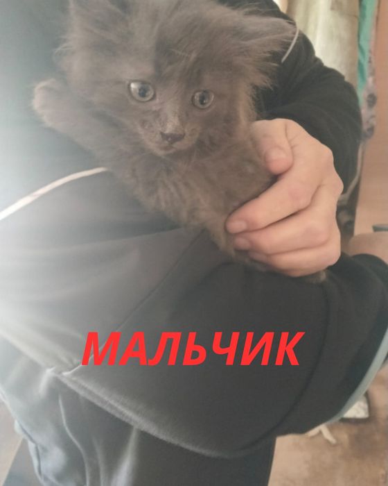 Отдам в добрые руки котят