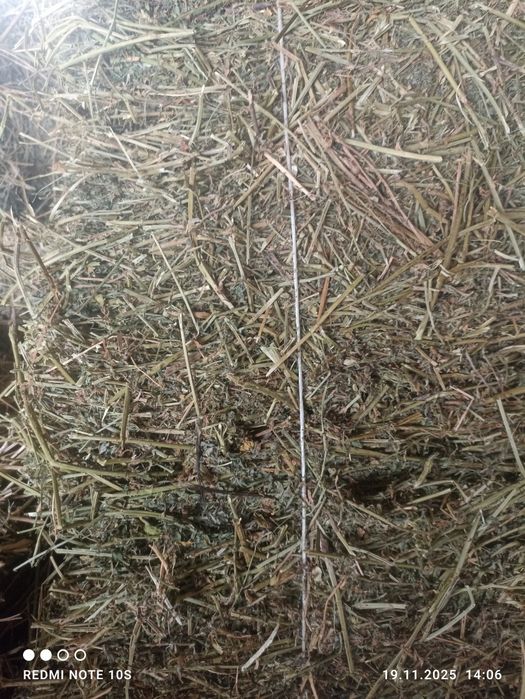 Тюки люцерно  сено