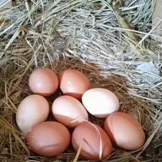 Свежие яйца, Домашние яйца. Свое хозяйство «Домашняя Цыпа».