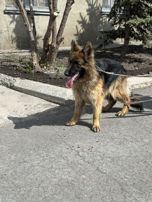 Немецкая овчарка