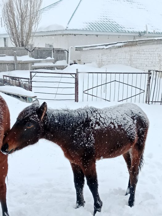 Жылқы сатылады құлынымен