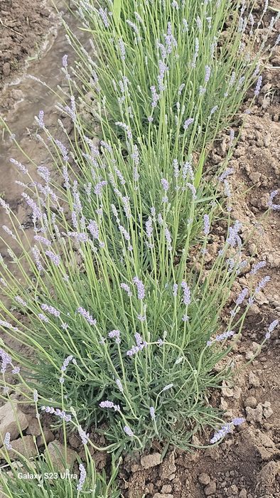 Lavanda fransuskiy sorti