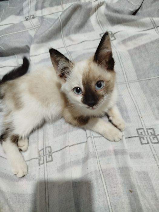 Продаём котёнка,