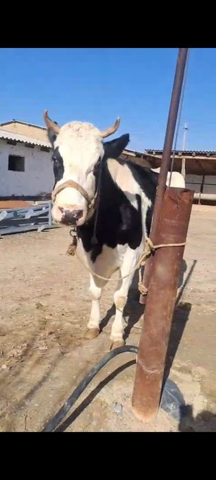 Сиыр сатылады галштейн