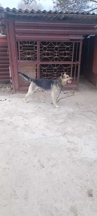 Продам восточно-европейскую овчарку