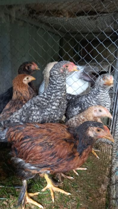 Цеплята по 3 меяца