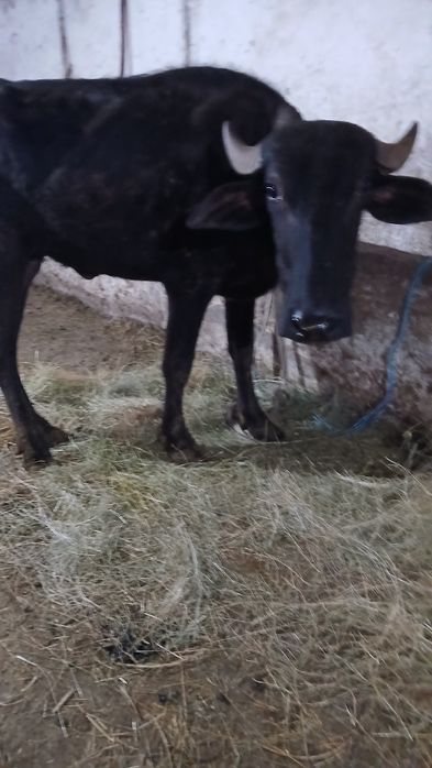 vand doua vitele de bivol