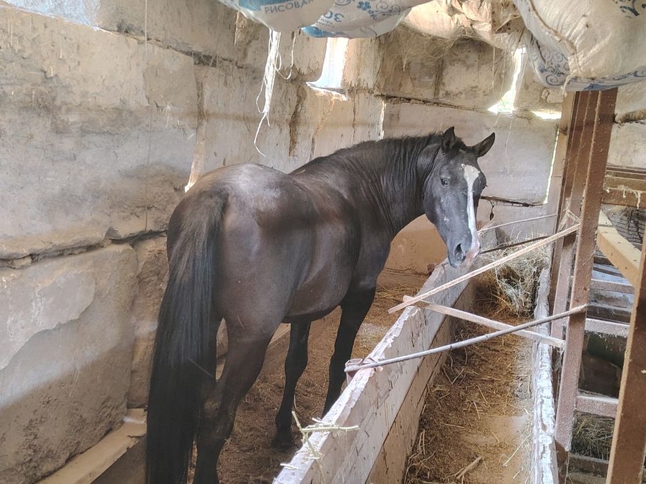 СААТЫЫЛАААДЫ          Айғырлар,  Құнандар