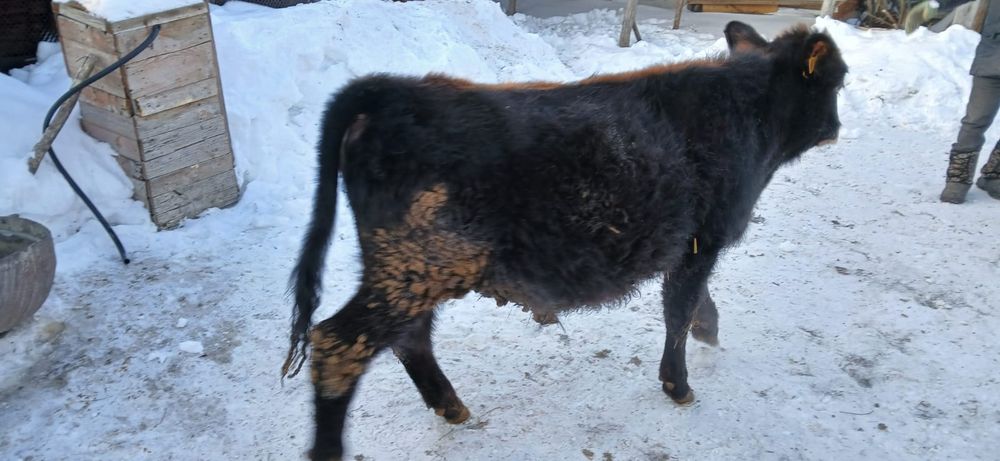 Продам бычка и телку