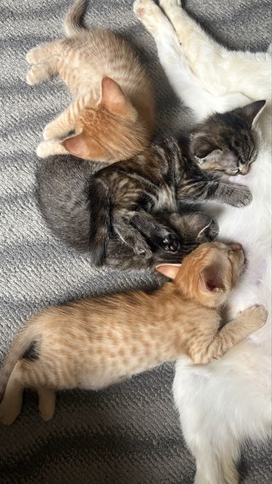 Отдаю котят в любящие семьи