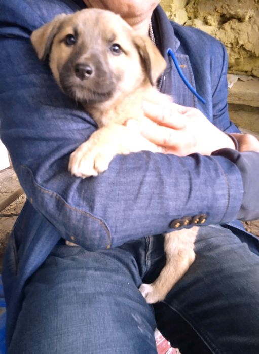 Отдам щенков в хорошие руки