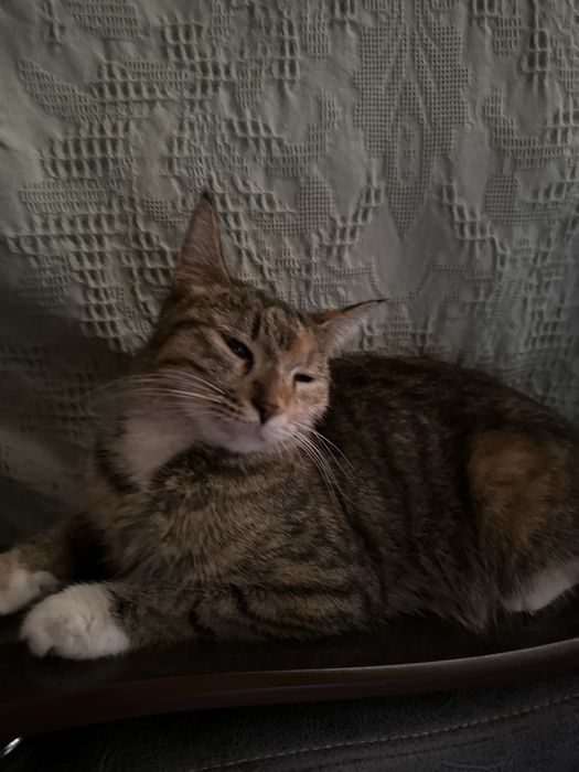 Продаются котята породистые