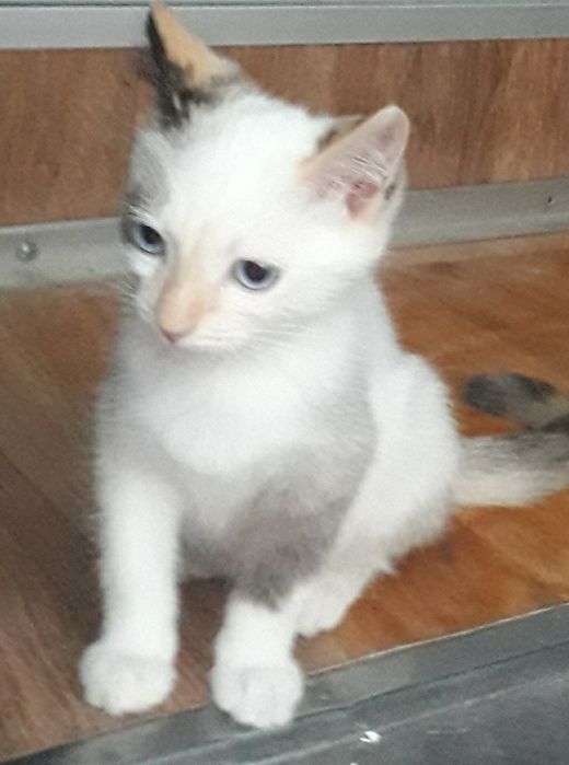 Отдам котят в хорошие руки