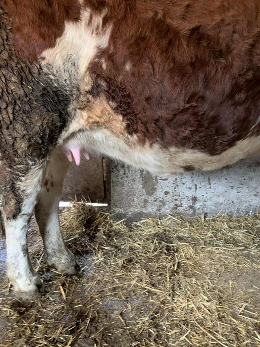 Juninca de 8 gestanta