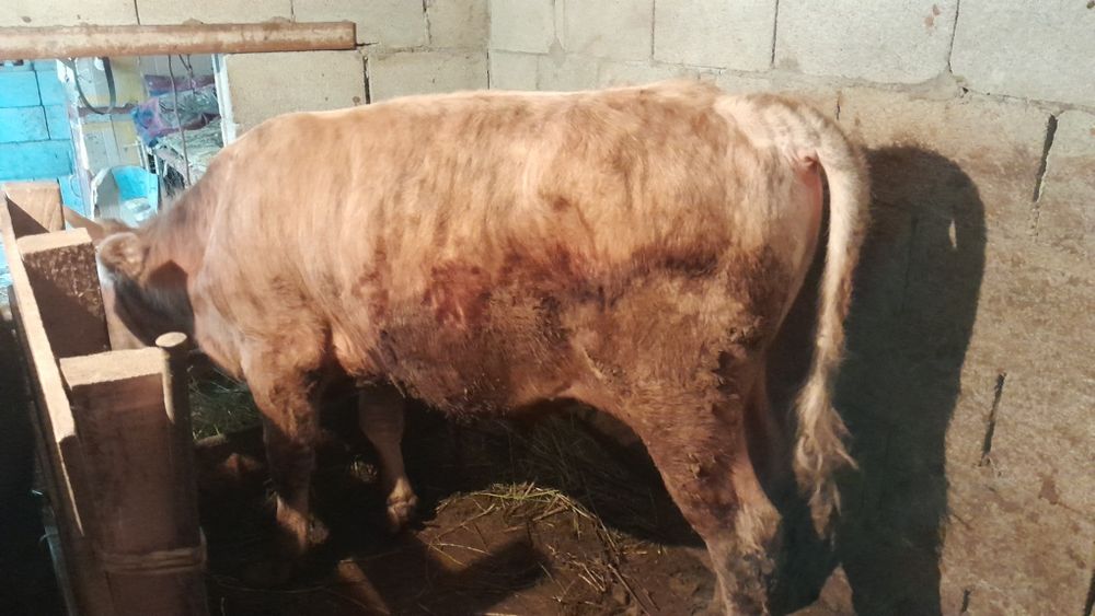 Продам Бычка 1.5 годовалый