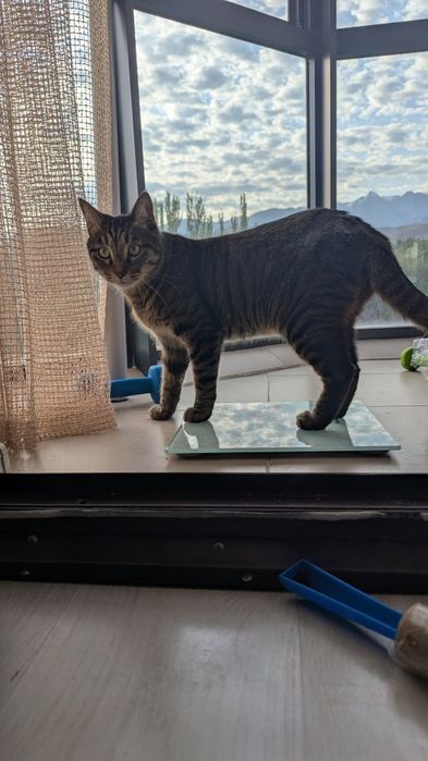 Кот, 4 года, кастрирован