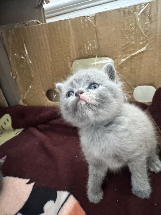 Скотиш фолд мушукчалар сотилади