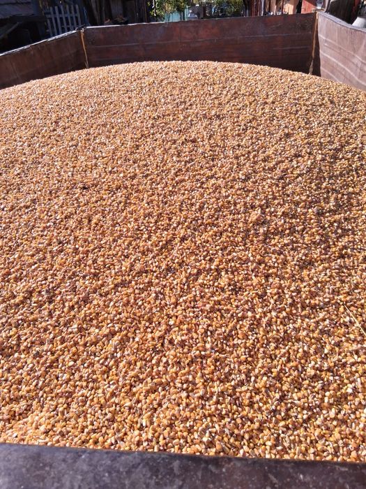 Vând grâu, porumb și orz