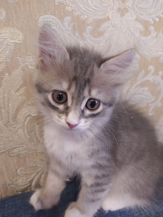 Домашние котята в добрые руки