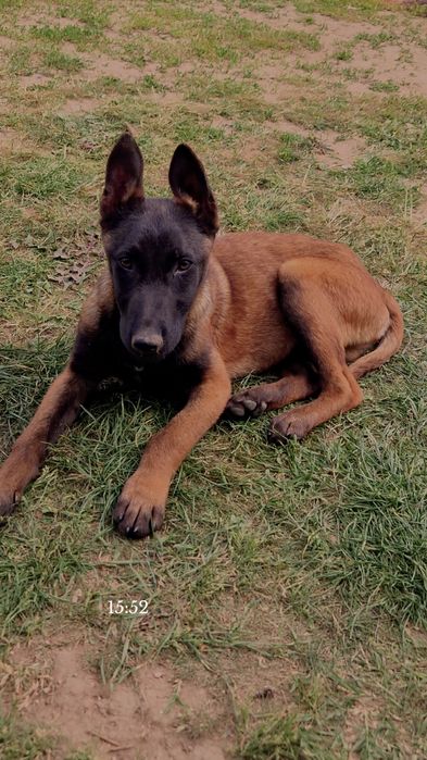 DONEZ ciobănesc malinos