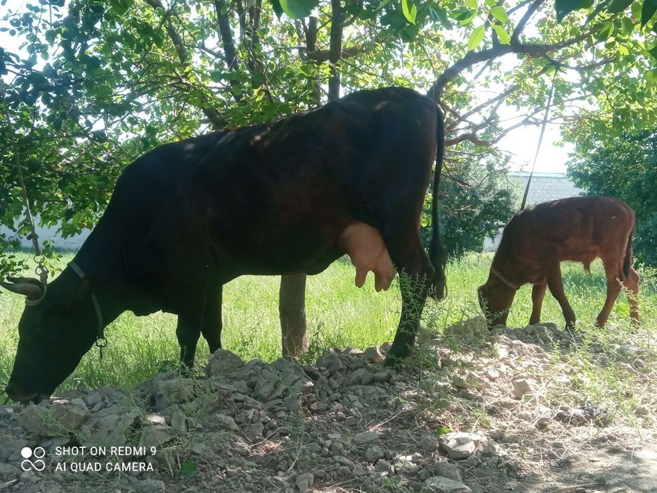 Ona bola sigir sotiladi. Bolasi hokizcha.