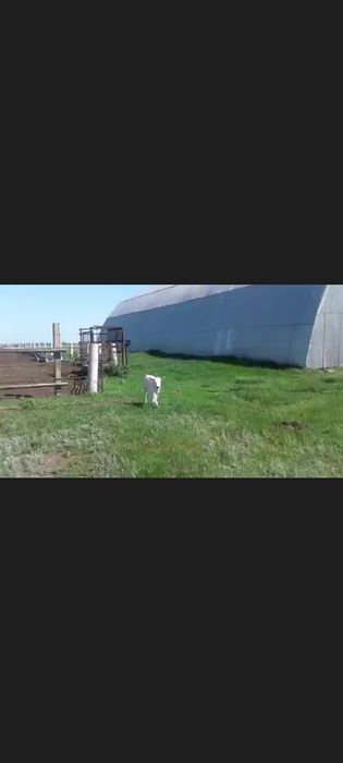 Ферма, Фазенда, Откорм площадка