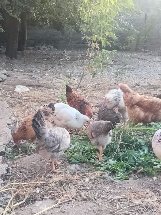Продам цыплят и курей