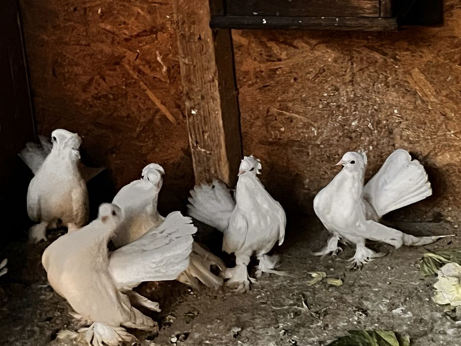 Porumbei cauta alta casa !!!