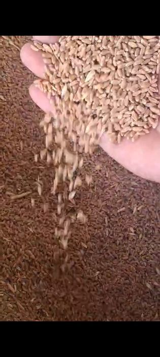 Таза ұрықтық бидай