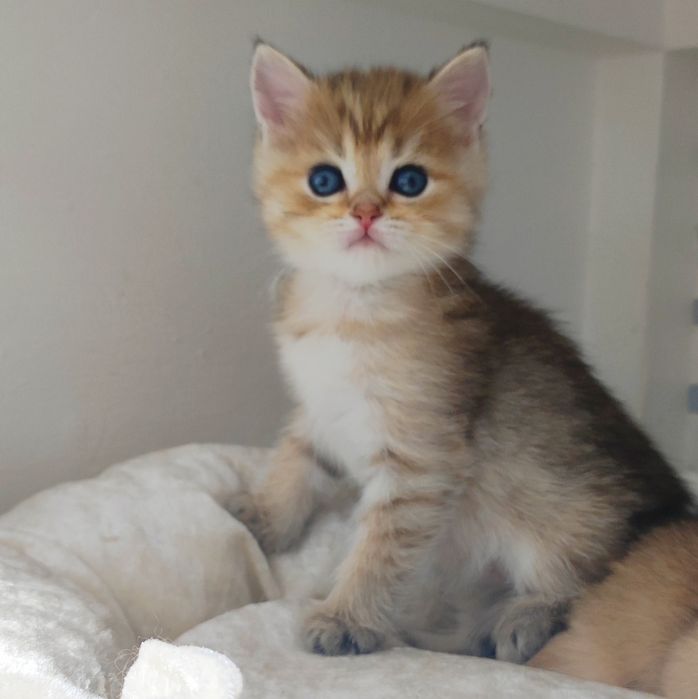 Котик БриТансКий -зоЛоТой -