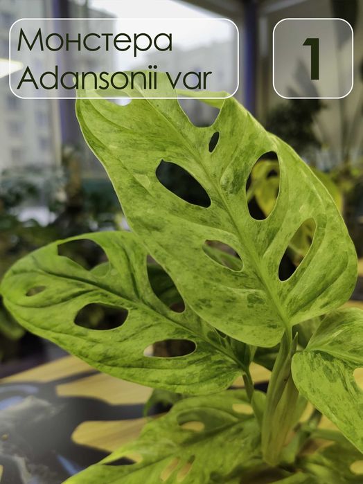 Монстера адансони Monstera adansonii