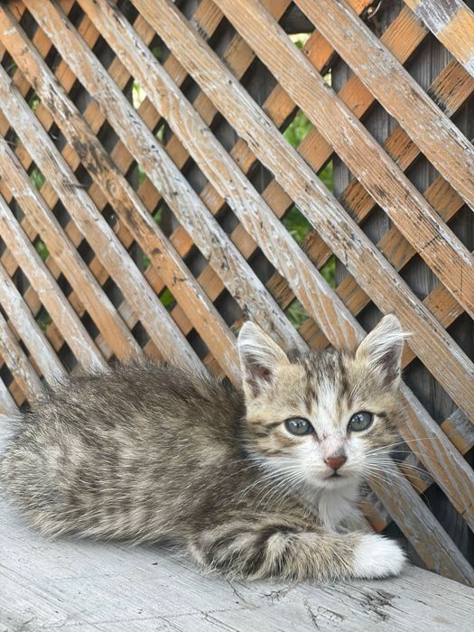 Котята красивые.