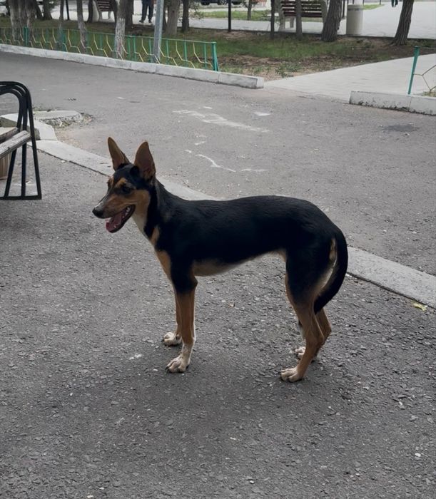 Собачка ищет хороший дом!!!