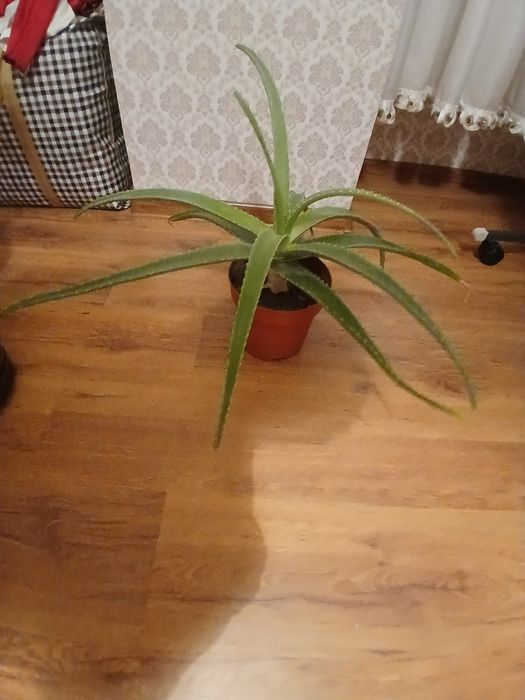 Продам алоэ лечебное