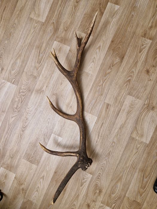 Масивен рог от елен