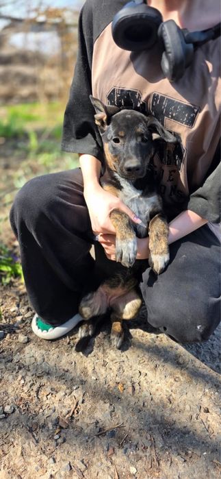 Щенки в поиске дома