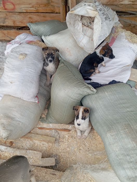 Щенки 2 месяца отдам