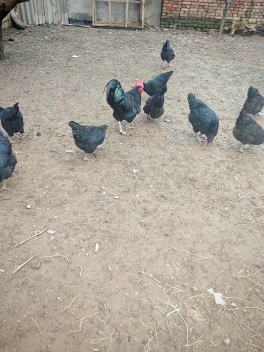 Joja ochirish uchun Damashni tovuq tuxumlari  sotiladii.