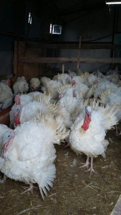 Curcani de țară 15 kg