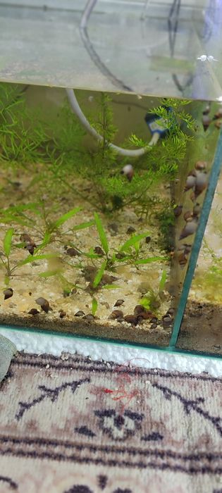 Улитки мелена 5 минг