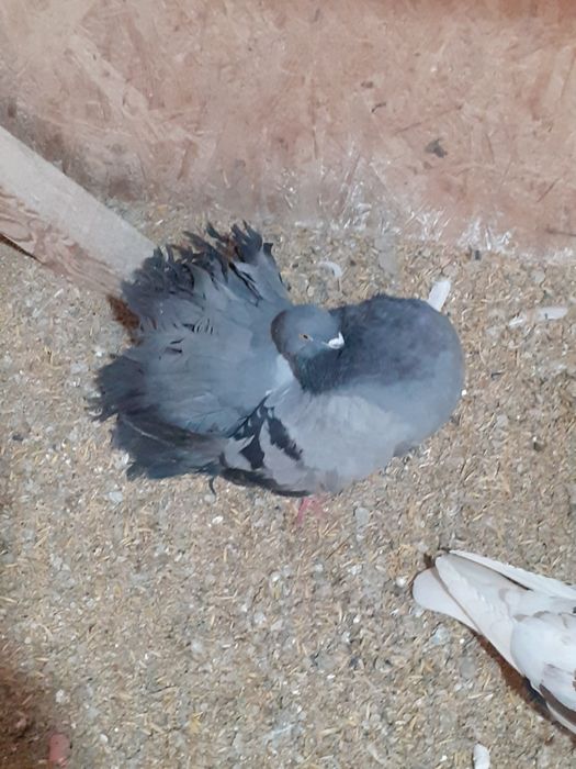 Vând mai multe rase de porumbei de ornament