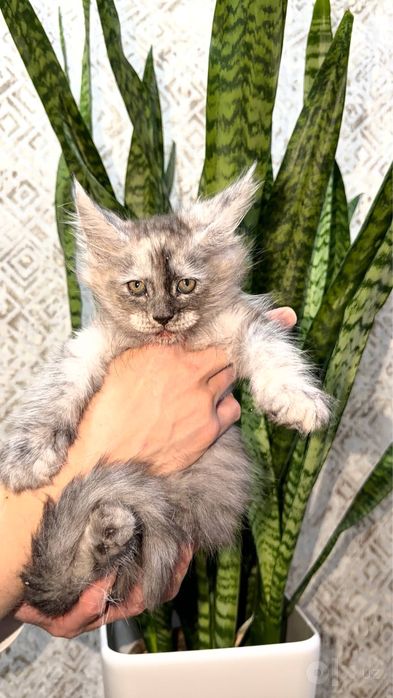 Клубные котята породы мейн кун