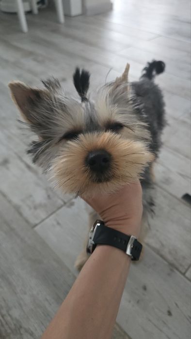 Йоркширски териер