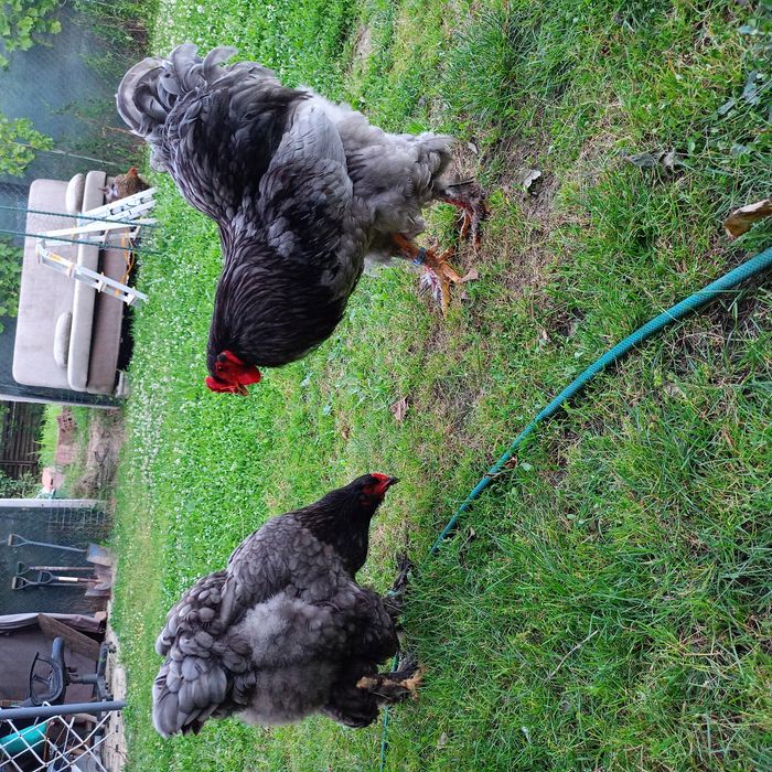 Găini și Cocoși Brahma  150 ,,,250. Lei in funcție de pasăre