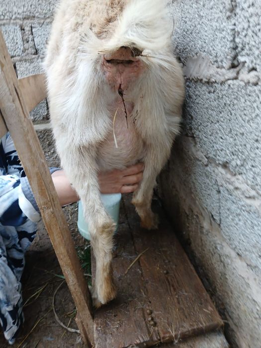 Альпийский саунды ешкі сатылады