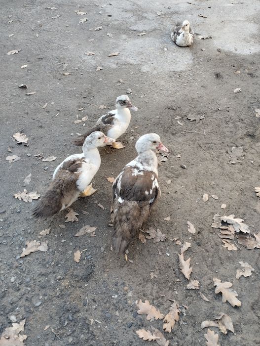 Ути индоуики молодые