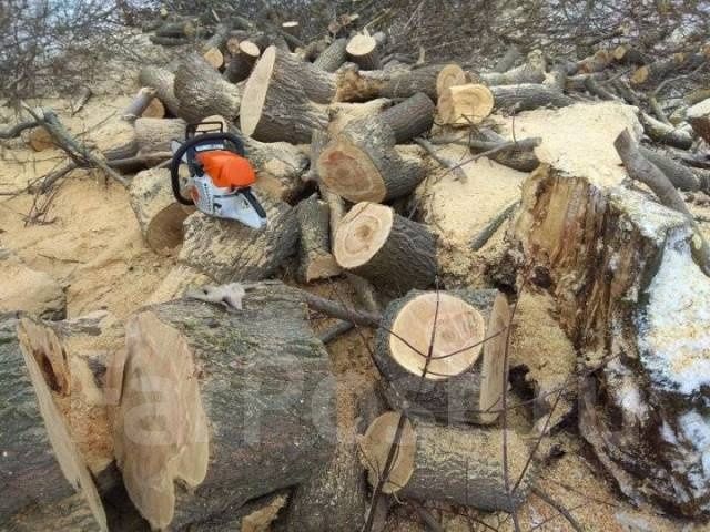 Спил деревьев, обрезка, ағаш кесеміз